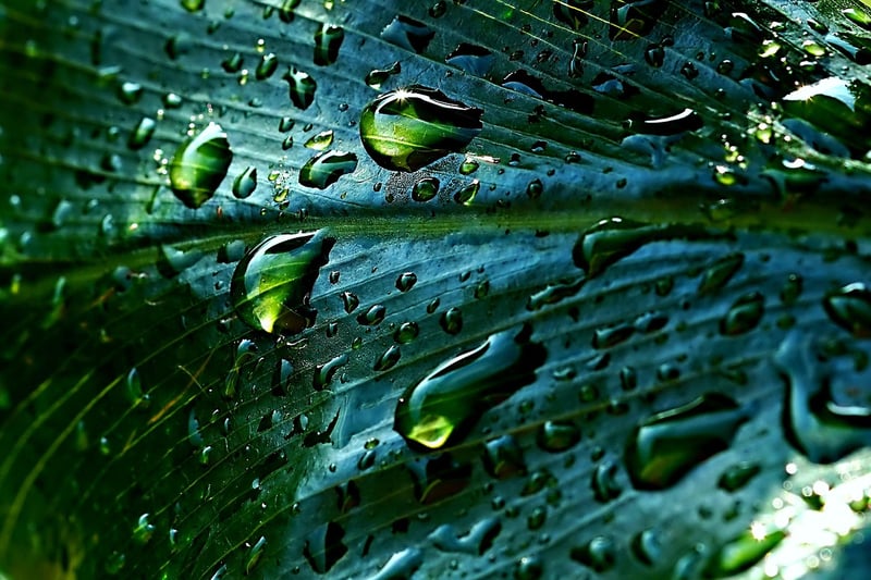 Rainwater collection
